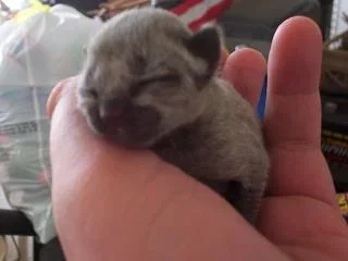 kittens002.webp