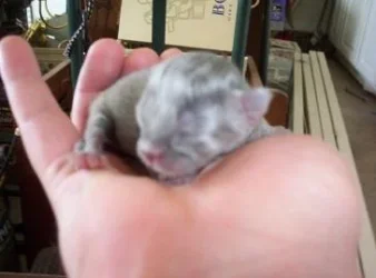 kittens003.webp