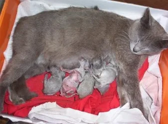 kittens004.webp