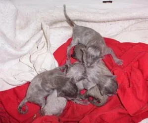 kittens005.webp
