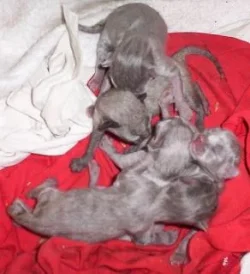 kittens006.webp