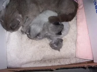 kittens007.webp