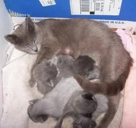 kittens008.webp