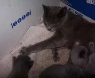 kittens009.webp