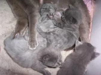 kittens010.webp