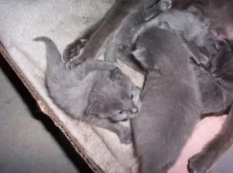 kittens011.webp