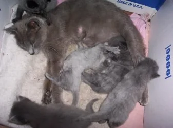 kittens012.webp
