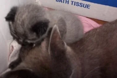 kittens013.webp
