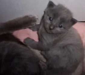 kittens014.webp