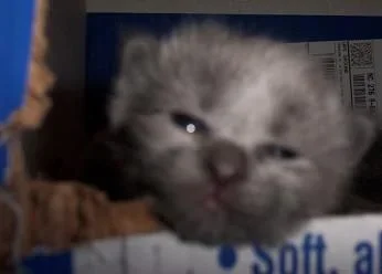 kittens015.webp