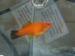DSC00118__Small_.JPG