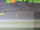 Baby_Sailfin_Mollie.jpg