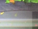 Baby_Sailfin_Mollie.webp