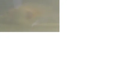 st1.webp