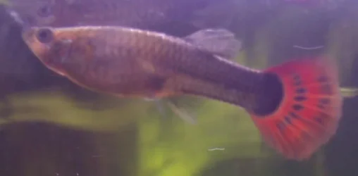 fish1.webp