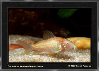 c_venezuelanus_al_f_1a_lq.webp
