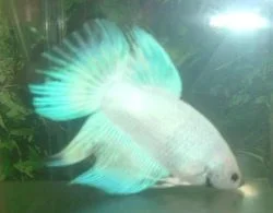 Pearl.webp
