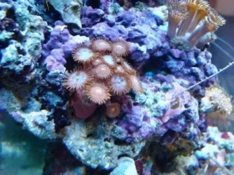 DSC00732zoa2.webp