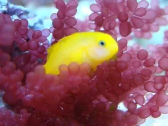 DSC00744goby.webp