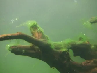 algae_003.webp