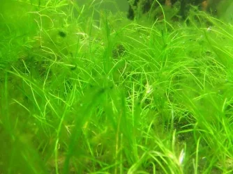 algae_001.webp