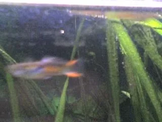 Firetail_Guppies_001.webp