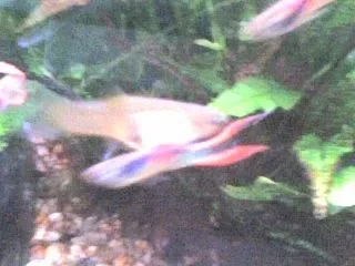 Firetail_Guppies_006.webp