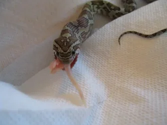 snakey.webp