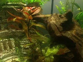 S5c.webp