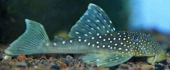 L128_Hemiancistrus.webp