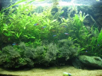 tank_003.webp