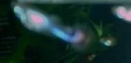 red_tail_teenager.webp red_tail_teenager.webp