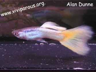 Silver_yellow_delta_tail_sm.webp