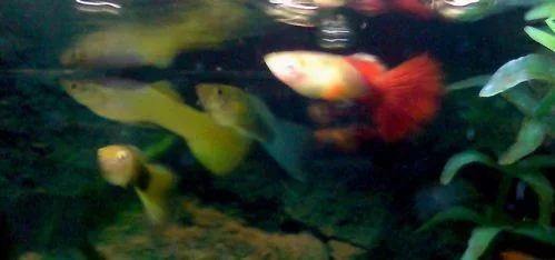guppies.webp