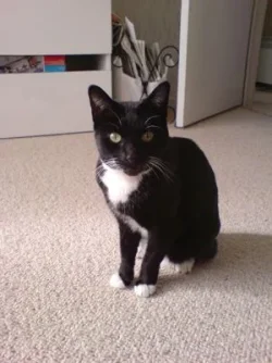 puss2.webp
