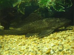 IMG_0202.JPG