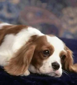 king_charles_spaniel.webp
