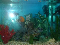 Fish_002__WinCE_.jpg