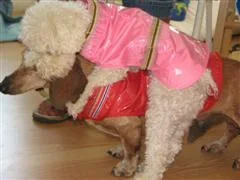 IMG_0804__WinCE_.webp