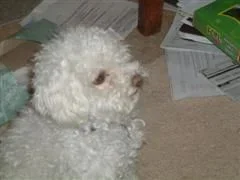 Picture_11_25_054__WinCE_.webp