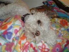 DSCF0104__WinCE_.webp