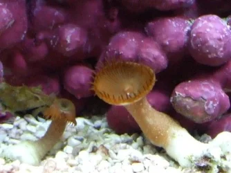 two_polyps.webp