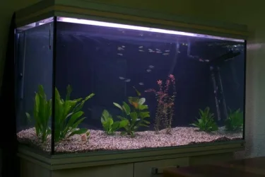 tank3.webp