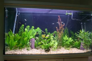 tank4.webp