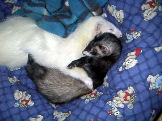 384_ferrets.webp