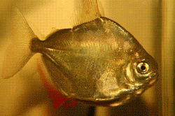 IMG_2801_mod3.GIF IMG_2801_mod3.GIF