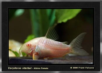 c_sterbai_al_2a_lq.webp