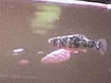 ABCD0009.webp