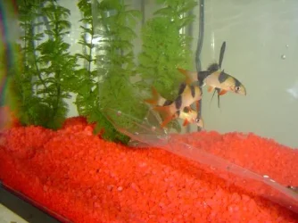 clownloach_new2_s.webp
