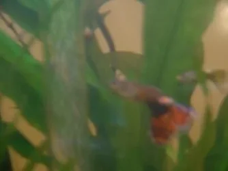 guppy.webp guppy.webp